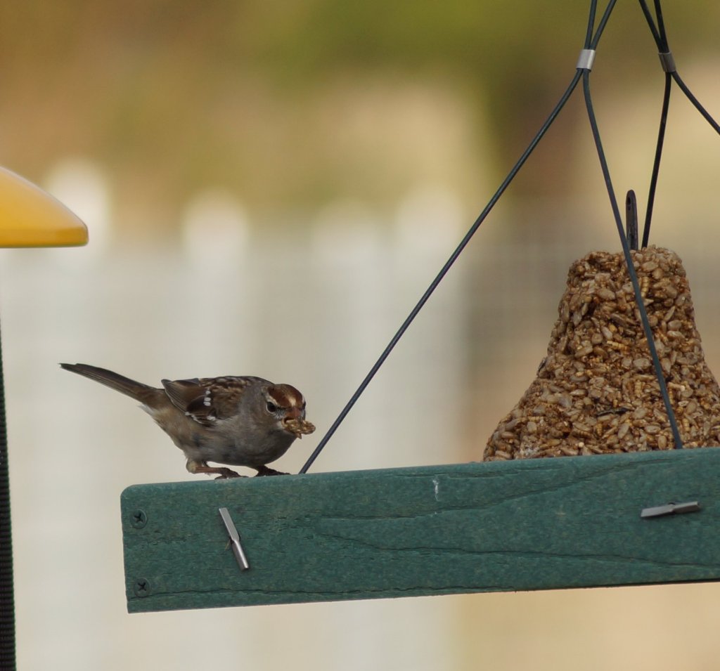 Juvenile White-crowned Sparrow