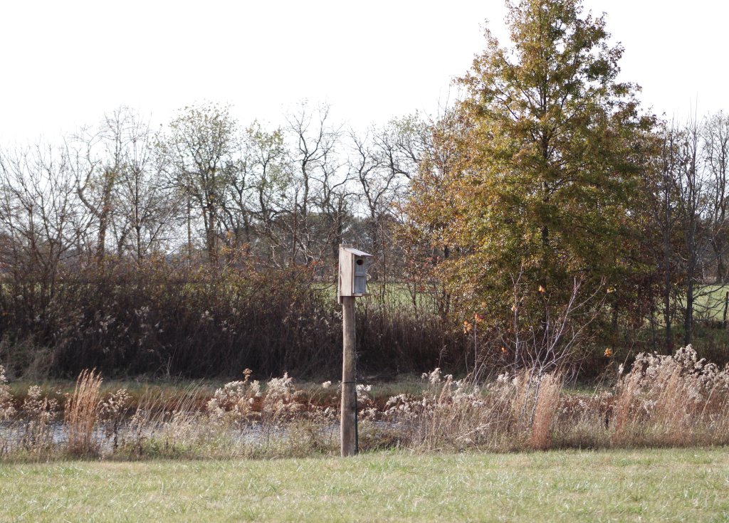 New location of the Wood Duck box.