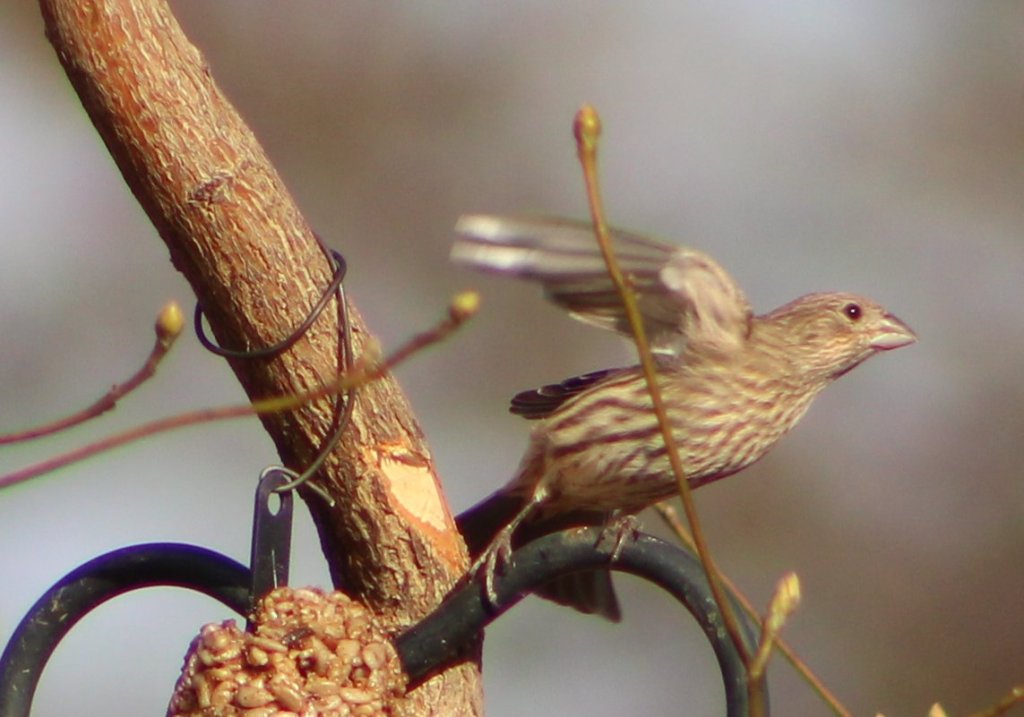 House Finch
