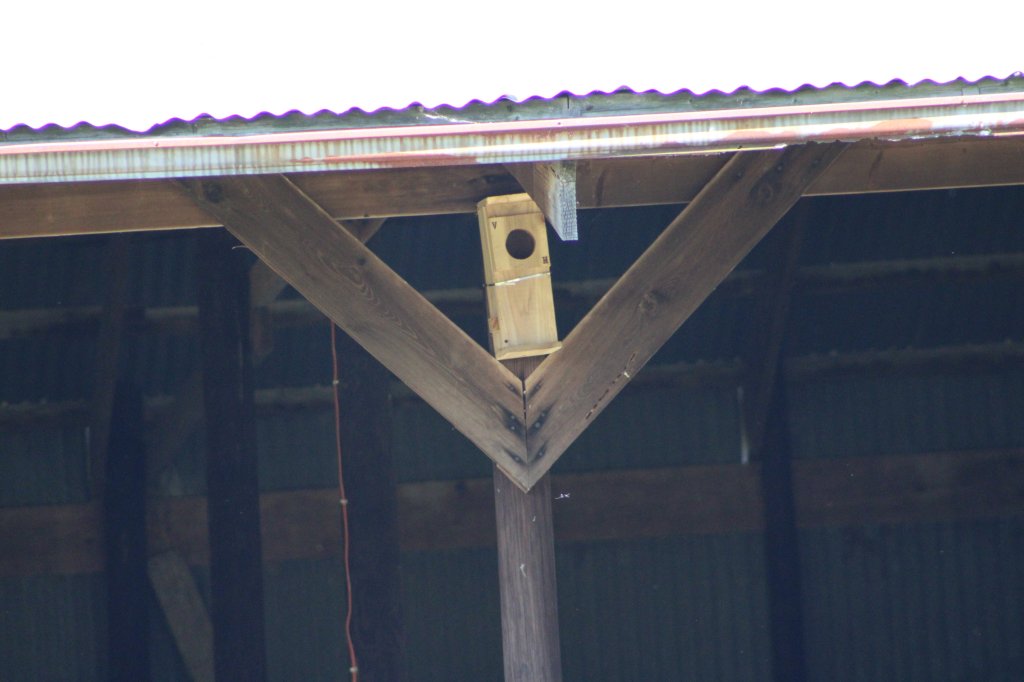 Owl box at the old barn.