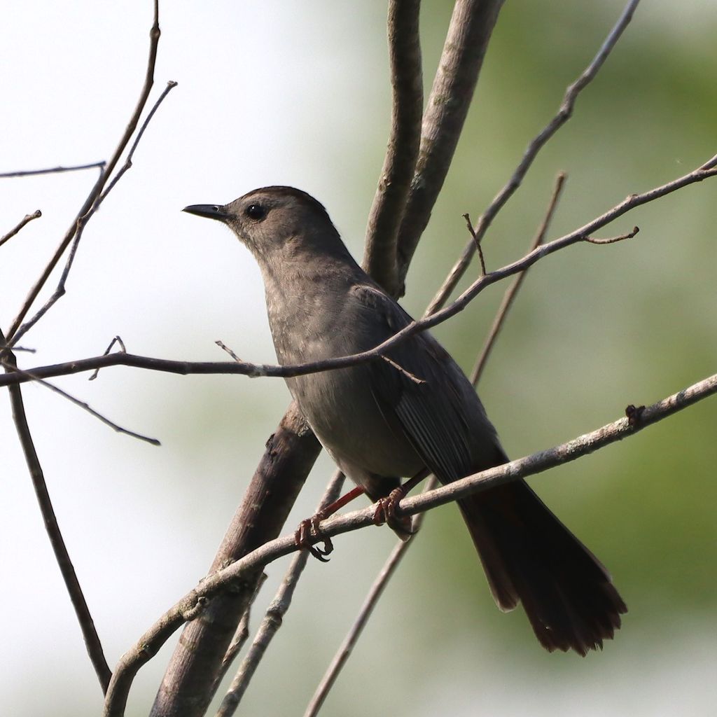 Gray Catbird